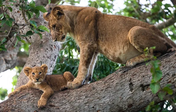 Picture animals, nature, animals, tree, predators, cub, lioness, lion