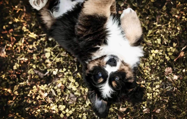 Look, nature, pose, glade, dog, baby, puppy, lies