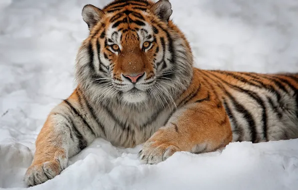 Look, snow, tiger, interest, lies, striped, looks, handsome