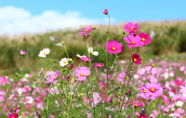 Picture field, summer, flowers, meadow, pink, a lot, cosmos