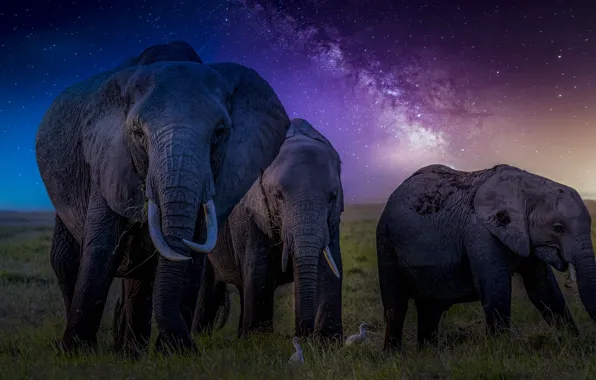 Picture stars, ears, the milky way, elephants, trunks