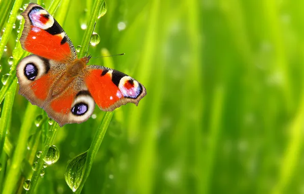 Drops, macro, nature, Rosa, butterfly, water, macro