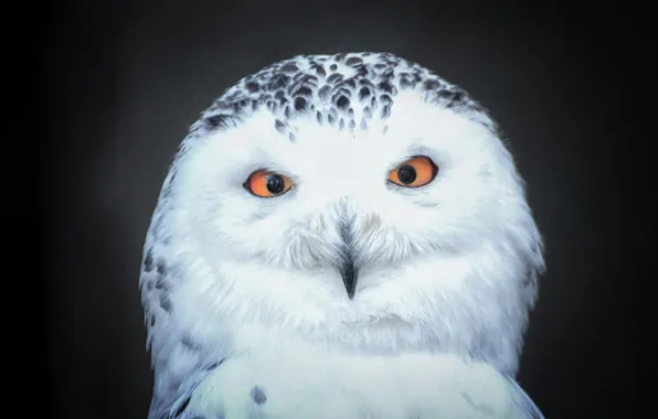 Picture owl, bird, feathers, beak, owl, Detlef Knapp