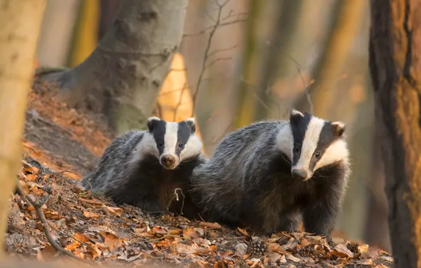 Autumn, forest, a couple, cub, mom, badger, badgers