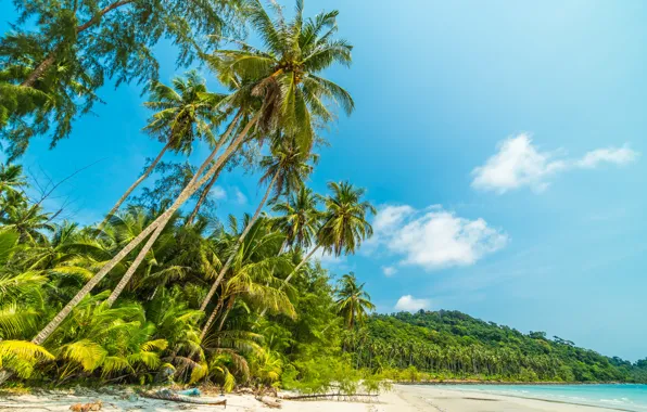Sand, sea, wave, beach, summer, the sky, palm trees, shore