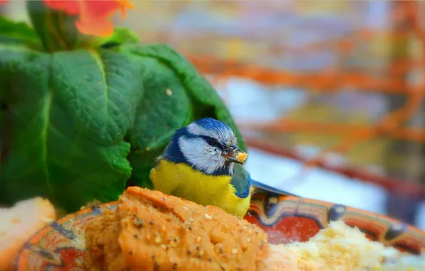 Picture Bird, Bird, Green leaves, Green leaves