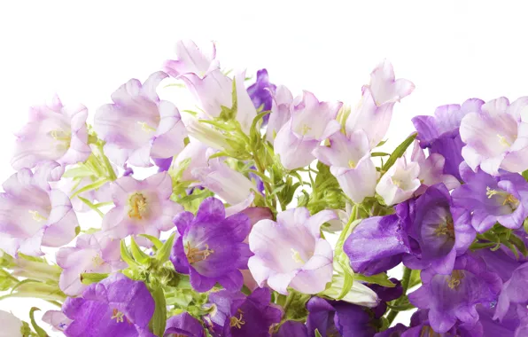 Picture purple, bells, flowers, campanula