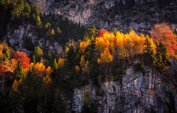 Autumn, forest, light, trees, mountains, yellow, nature, rocks