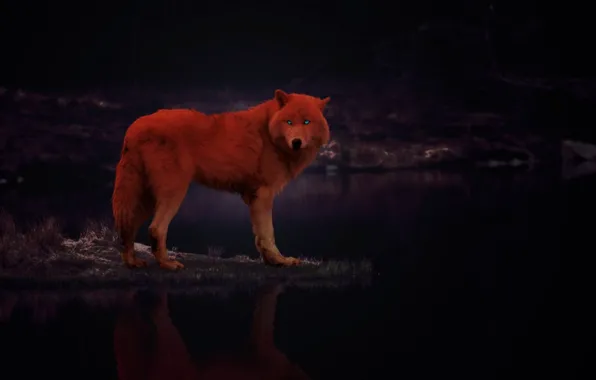 Picture fantasy, animal, wolf, insomniah
