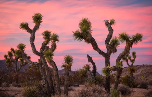 Hills, desert, cacti