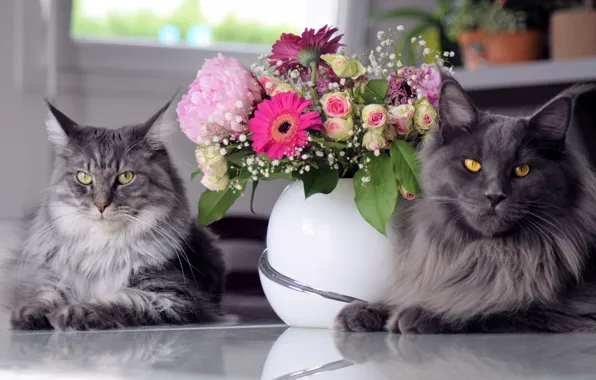 Cat, cat, look, face, cats, flowers, grey, roses