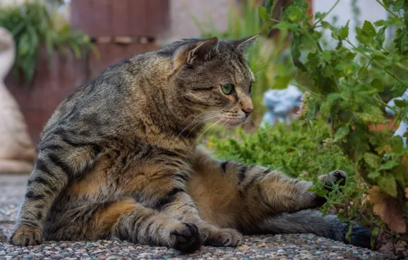 Cat, cat, look, face, pose, stones, grey, paws