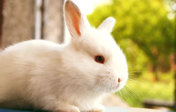 Picture white, nature, blur, rabbit