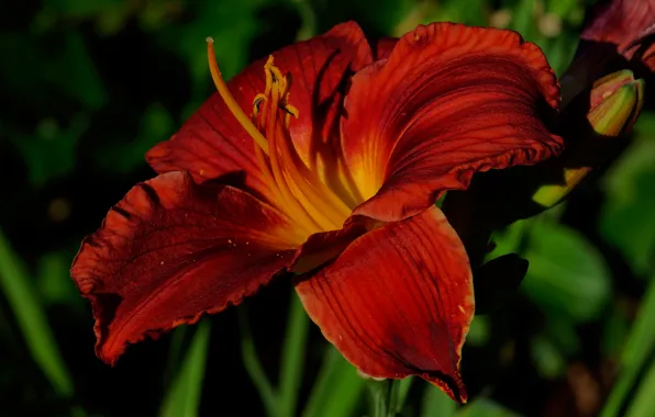 Flowers, red, background, Lily, garden, buds, scarlet