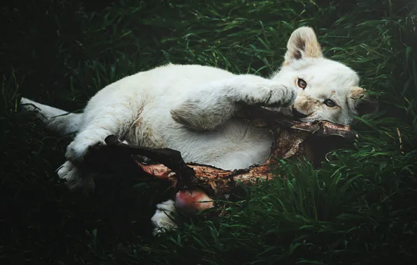 Lies, lion, mining