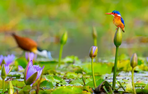 Picture leaves, flowers, bird, buds, water Lily, Malachite Kingfisher