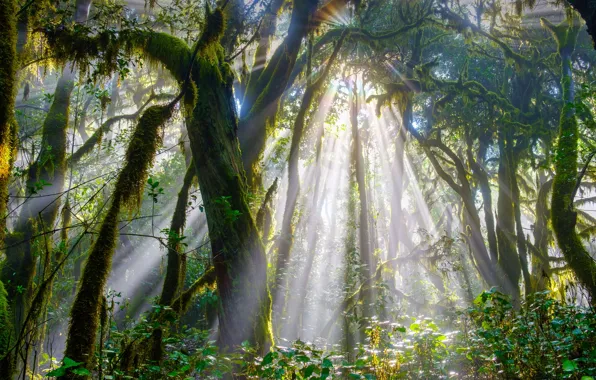Picture Spain, Canary Islands, Garahonai National Park, Homer Island