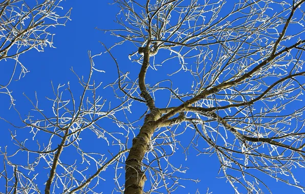 Picture the sky, trees, branches