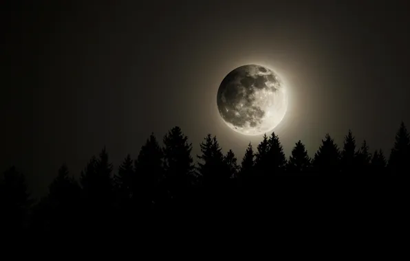 Forest, the sky, night, the moon, the full moon