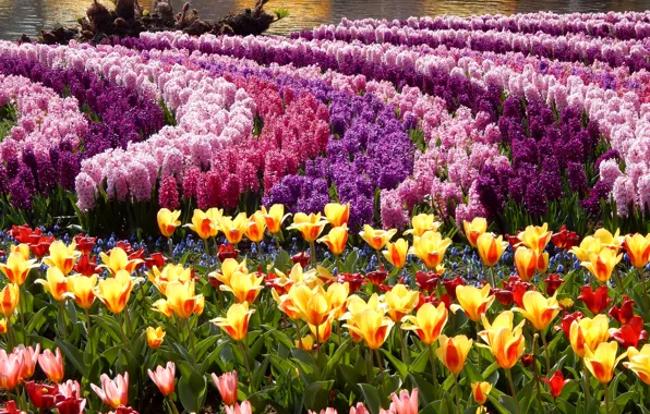 Photo, Flowers, Tulips, Park, A lot, Hyacinths