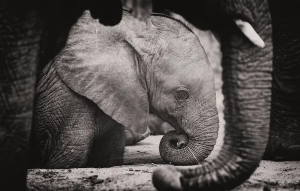 Elephant, elephants, trunk, elephant, black and white photo