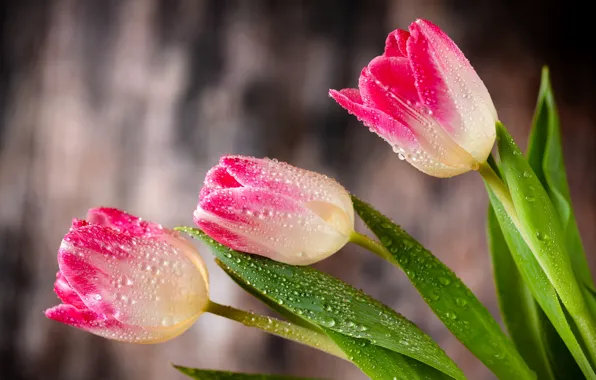 Drops, background, bouquet, tulips, three, pink, trio, buds