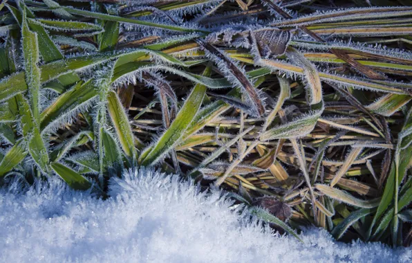 Picture winter, frost, white, grass, snow, green, background, earth