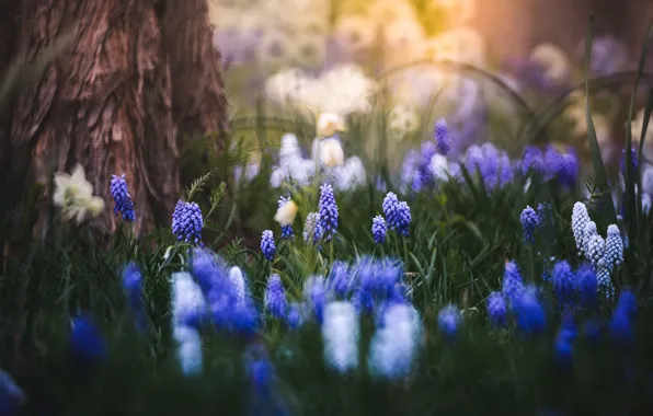 Forest, grass, trees, flowers, blue, glade, spring, Muscari