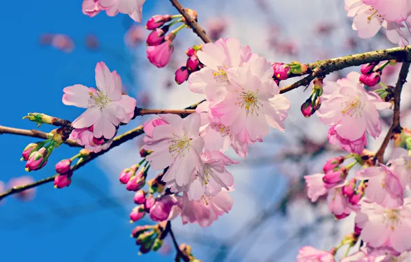 Flowers, branch, spring, Apple, flowering, in bloom