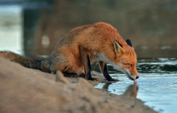 Picture sand, water, animal, Fox, Fox