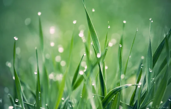 Summer, grass, macro, Macro, plants, focus, morning, blur