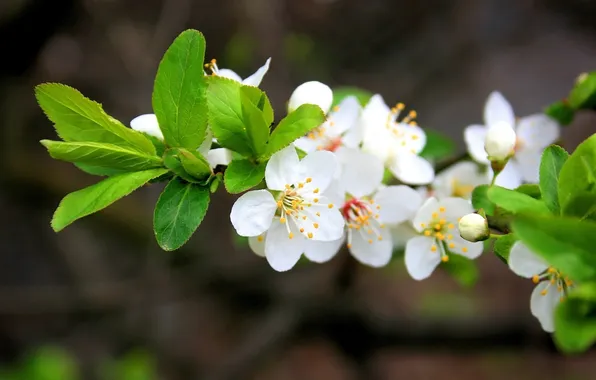 Macro, Flowers, Nature, Spring, Cherry
