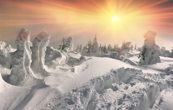 Winter, forest, the sun, snow, tree, nature, winter, snow