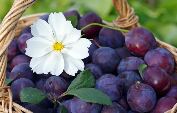 Basket, plum, kosmeya
