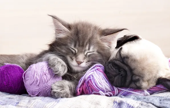 Cat, tangle, pose, kitty, grey, together, sleep, dog