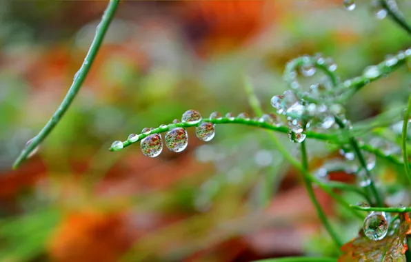 Picture Macro, Drops, Macro, Drops