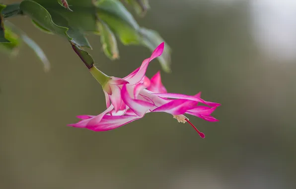 Picture flower, macro, bokeh, Decembrist