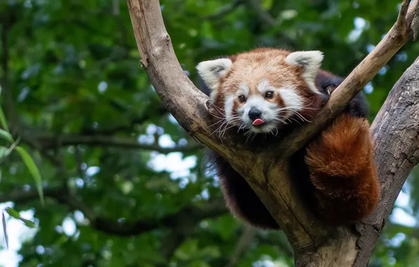 Language, look, tree, red Panda, face, red Panda