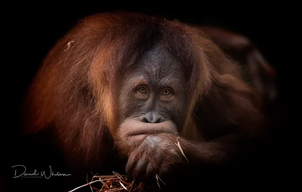 Picture look, background, monkey