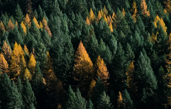 Autumn, forest, trees, nature, the view from the top, the top