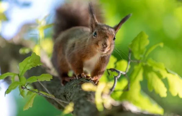 Picture pose, look, light, nature, rodent, protein, bokeh, muzzle
