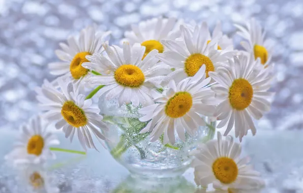 Picture drops, chamomile, petals