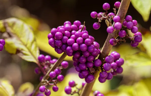 Picture bunches, lilac, leaves, bokeh, berries, cranioplastic, fruit, branches