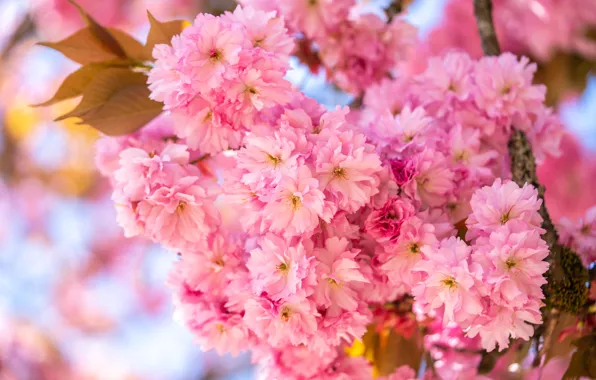 Leaves, flowers, branches, bright, spring, Sakura, pink, flowering