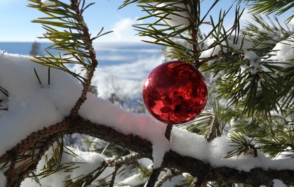 Winter, snow, mountains, new year, ball, pine, Adygea, Kuban