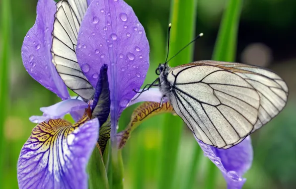 Summer, drops, macro, butterfly, flowers, insects, nature, plants