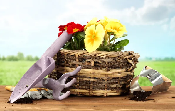 Flowers, basket, flowers, basket, Primula, primrose, garden tools