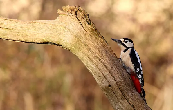 Tree, bird, woodpecker, snag, dry