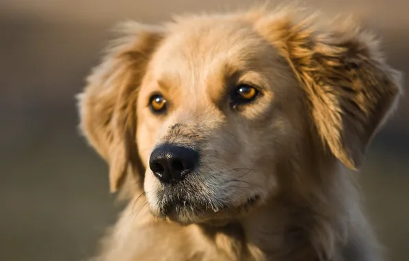 Look, face, photo, each, dog