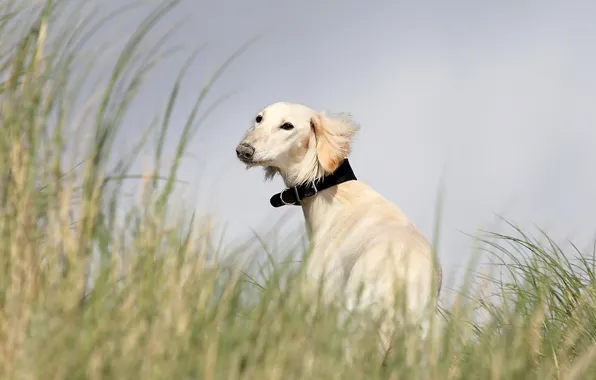 Look, each, dog, Saluki